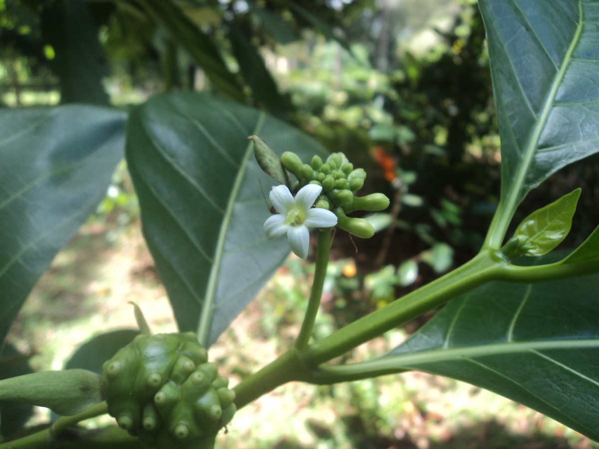 Morinda citrifolia L.